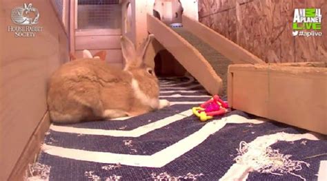 rabbitvams|Rabbit Web Cams